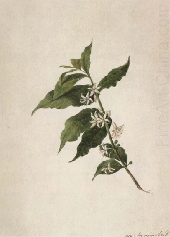 Coffea arabica, Louise von Panhuys